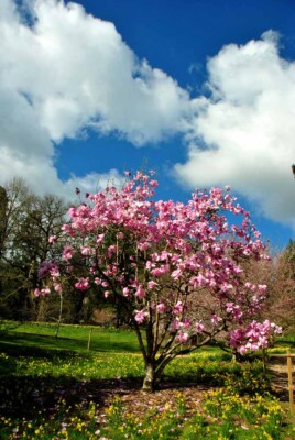 Magnolienbaum Batsford Arboretum Cotswolds UK Foto Bild