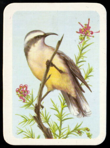 Swap Card - Tuckfield Tea Bird Series Type O #211 Grey-Crowned Babbler *S681* - Picture 1 of 2