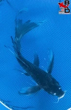 10" BUTTERFLY KARASU Live Koi Fish Garden Pond 10/12