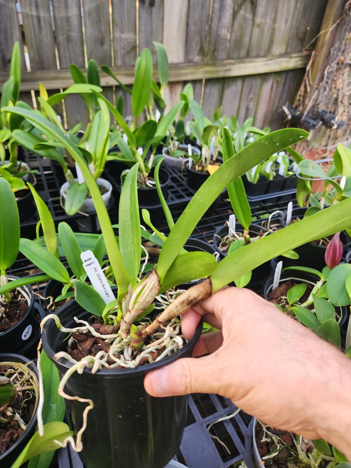 Rlc ChiaLin Sun Light Blooming Size Cattleya Orchid Plant 5" Pot eBay