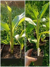 Ensete glaucum, banana da neve + Ensete ventricosum, piante di banana ornamentale taglia M 