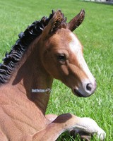 Pferd Folen Figur Statue Skulptur Deko Garten Pony Fan Braun Artikel Dekoration