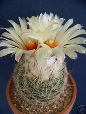 Coryphantha reduncispina exotic succulent cacti rare bonsai cactus seed 50 SEEDS