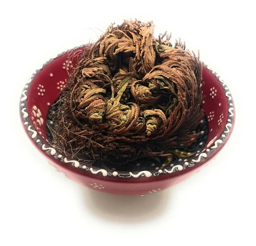 ROSE VON JERICHO, die Pflanze, die niemals stirbt Wunderpflanze Geschenkidee - Bild 6 von 14