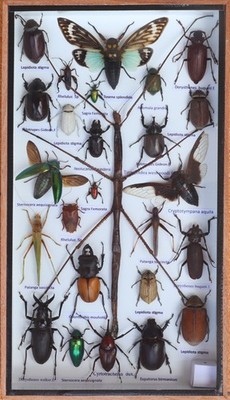 Stick Insect Taxidermy Display Case Mixed Insects Wood Glass Shadow Box 14x8X1.5