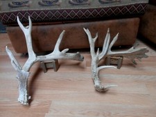 2 Self Standing WHITETAIL DEER ANTLERS 94 6/8 - 88 1/8 antler mule elk moose