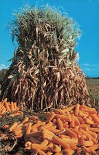 Postcard Yellow Gold Piled High At Harvest Time Corn Stalk Farming 