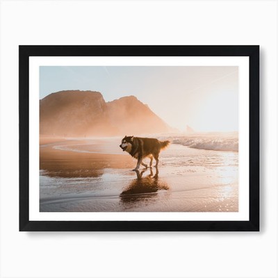 Husky am Strand in Portugal Duri gerahmtes Wandbild Poster Leinwanddruck Bild