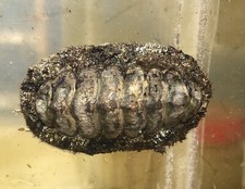 Chiton Snails-5 Pack
