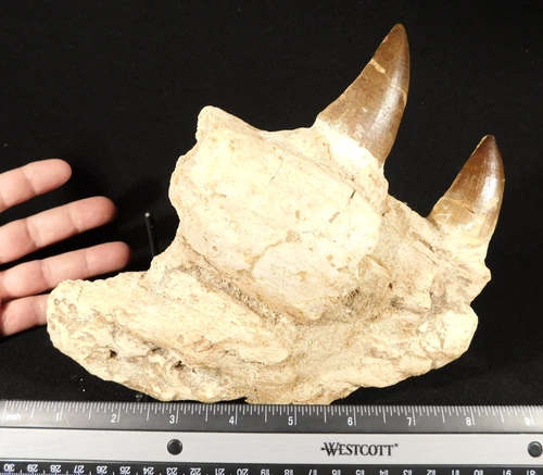 BIG! Mosasaurus JAW Bone Fossil with TWO Fossil Teeth From Morocco 797gr