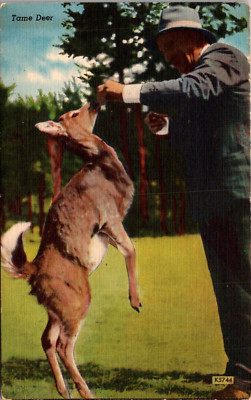 Tame Deer-Man Feeding Deer Up On Hind Legs-Vintage Linen Postcard
