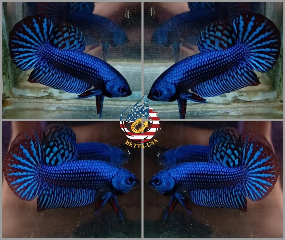 Live Betta Fish High Quality Wild Betta Alien Blue USA Seller