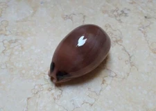 Luria pulchra sinaiensis nice pink mouth red sea shell super glossy 65.9mm F+++