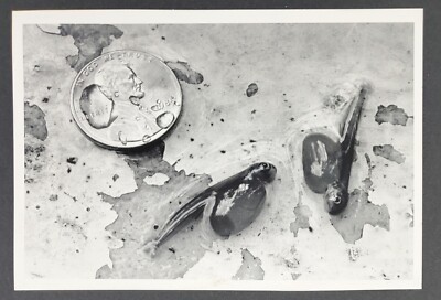 1990s Washington Coho Salmon Alevins Babies Fish Hatchery Vtg Press Photo