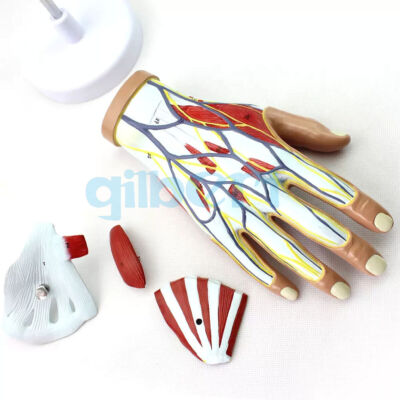 PVC Life Size Human 4 Parts Hand Anatomy Model Medical School #T7
