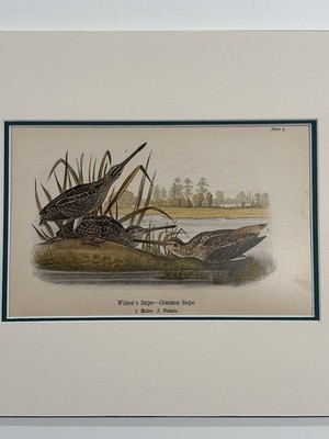 1890 2nd Edition Birds Of Pennsylvania Litho Print Of Audubons Common Snipe