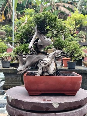Juniperus Chinensis Tanuki Actual Bonsai Tree | Real Picture