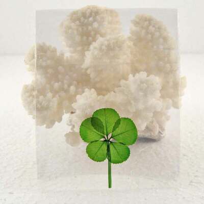 Good Luck Pressed and Preserved 5 Leaf Clover in Cello Sleeve