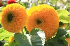 50 Heirloom Golden Teddybear Sunflower Seeds - Large Fluffy Golden Blooms -