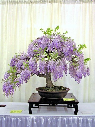 operculicarya pachypus bonsai Operculicarya Pachypus For Sale main image 1