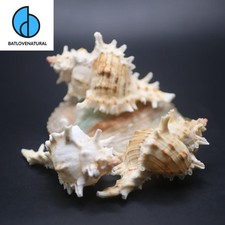Chicoreus asianus Shells for Hermit Crabs - Decorative Tapestry Shells in