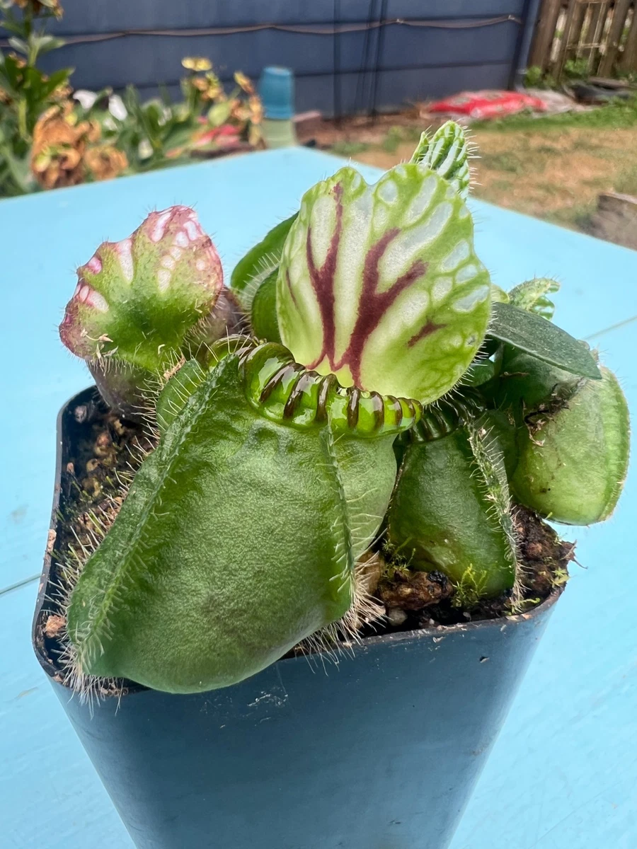 Cephalotus アルビ Pitcher Plant Cephalotus Carnivorous Plants for sale | eBay