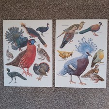 Crowned Pigeon Dove Turkey Peafowl Spruce Grouse Bird VTG 1984 Book Art Print