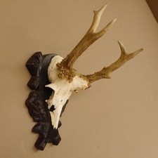 Rehgeweih abnorm Rosenstockbruch Reh Bock Geweih Gehörn Trophäenschild