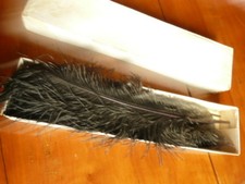 Lot de plumes d'autruche noire