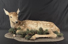 FHPATDB1 - Real Baby Elk Calf Fawn Taxidermy Mount