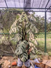 Monstera Albo White Tiger Variegated Lush Leaf Real Picture Very Big Size