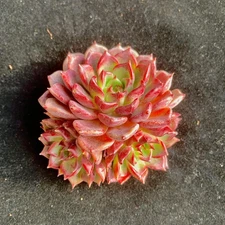 3-Head Rare Succulent Plants 2.8" Bare Root | Live plants office Succulent