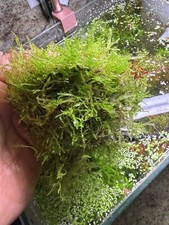 Java Moss Live Aquarium Plant Freshwater Tropical Buy 2 Get 1 Free