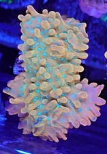 [WYSIWYG] Jason Fox Vino Monti Frag #1 Easy Montipora SPS Live Coral