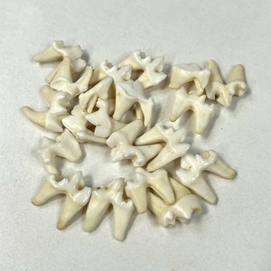 Lot Of 20 Real Fox Molars Teeth Taxidermy Art Weird Odd Project Unqiue  #1816