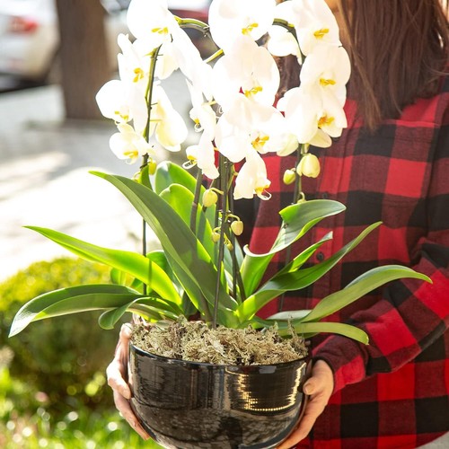 ZeeDix Sphagnum Moos für Pflanzen langfaseriges Torfmoos für Orchideen Reptilien - Bild 9 von 14