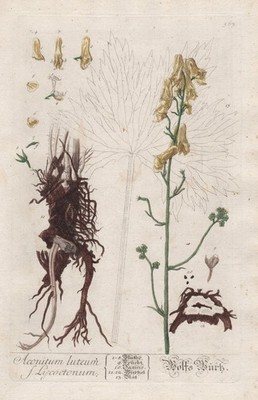 Aconitum Eisenhut Sturmhut aconite Wolfswurz Blackwell Kräuterbuch Kupferstich