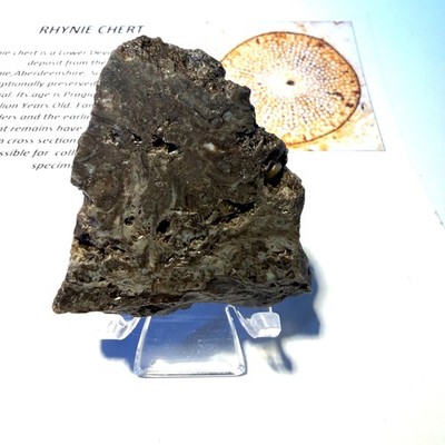 Rhynie Chert Devon Periode Schottland RC 6