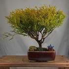 False Cyprus Bonsai Tree in Brown Ceramic Pot w/ Ornaments  — photo 6