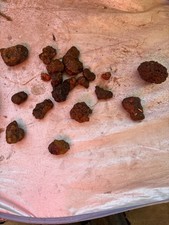 Small Fossilized Dinosaur Coprolite Dino Poop Madagascar Turtle Fossil Dung