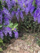 Petrea volubilis Queens Wreath Vine -  - Sandpaper Vine - Seeds 20 per pack