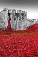 Tower of London Poppy Blood Swept Lands And Seas Of Red Poppies England Picture