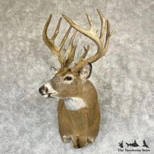 #28146 EL | Whitetail Deer Taxidermy Shoulder Mount For Sale