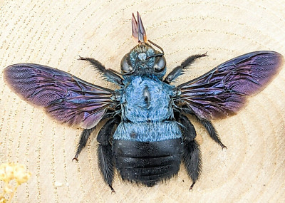 Blue Carpenter Bee Xylocopa Caerulea Specimen Taxidermy Oddity Curiosities craft