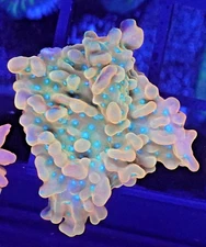 [WYSIWYG] Jason Fox Vino Monti Frag #3 Easy Montipora SPS Live Coral