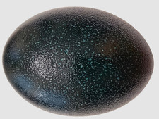 DARK TEAL COLORED EMU EGG SHELL - NO HOLES (b...
