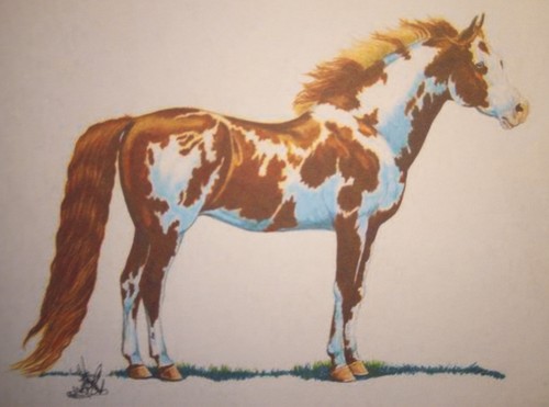 8" x 10" Matted 5" x 7" Print of Chestnut and White Pinto Horse - Picture 2 of 3