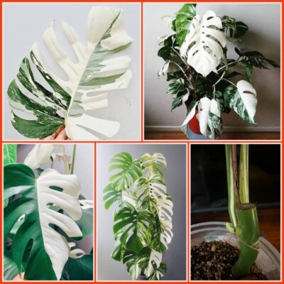 3 Rare Monstera Albo Rooted Cutting Highly Variegated Halfmoon Node Cuttings