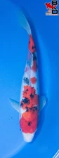 13" SANKE Live Koi Fish Garden Pond 11/3