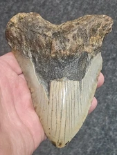 5 1/4 " 100% Authentic Fossil Megalodon Shark Tooth Teeth  ** FREE $20 STAND! **